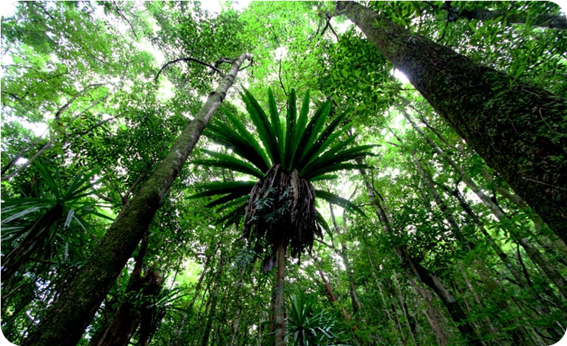 foret-mare-longue